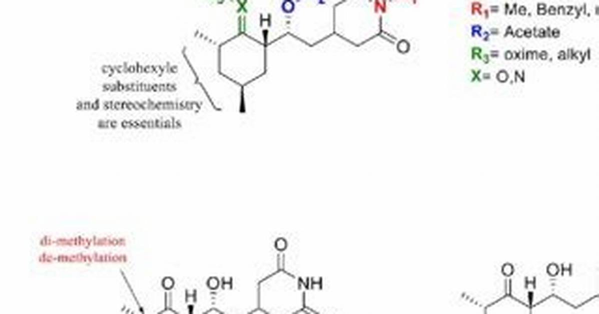 What Does Cycloheximide Do?
