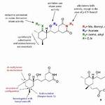 What Does Cycloheximide Do?