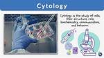 What Does Cytologist Do?