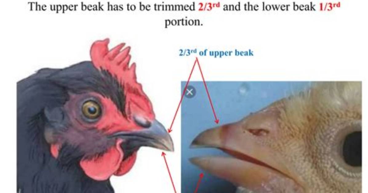 What Does Debeaked Mean?