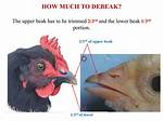 What Does Debeaked Mean?