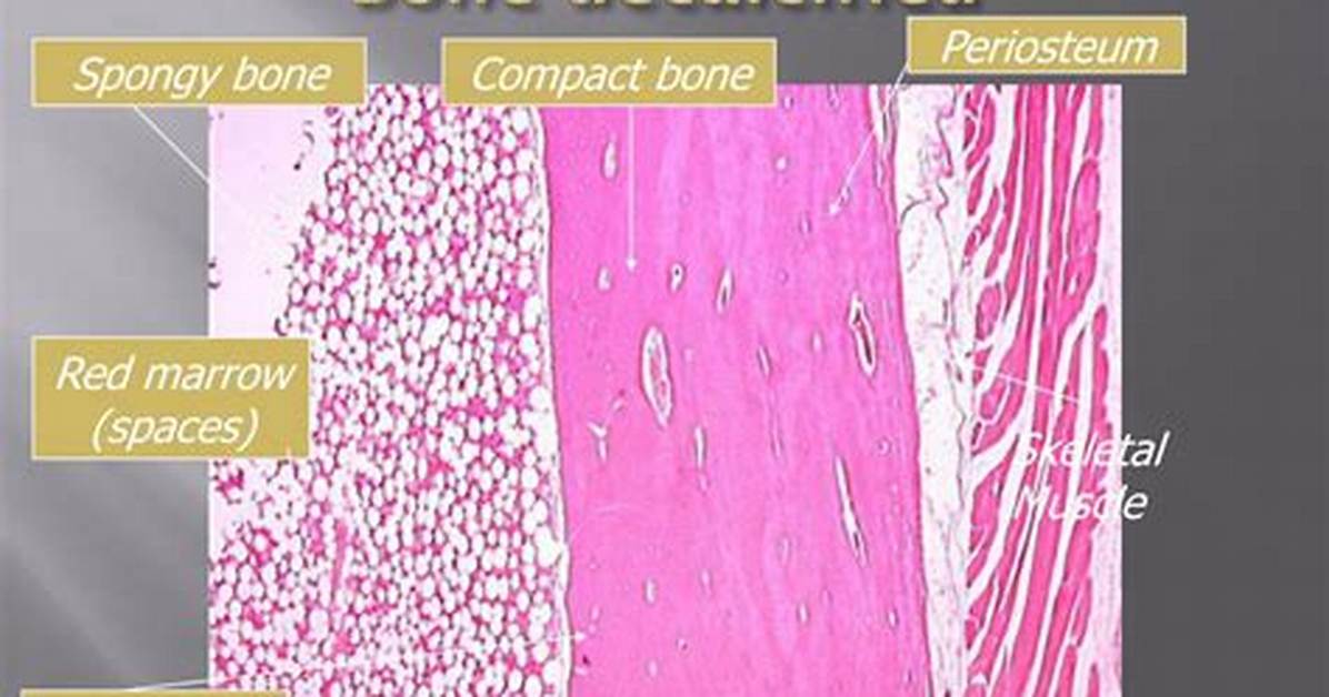 What Does Decalcified Bone?