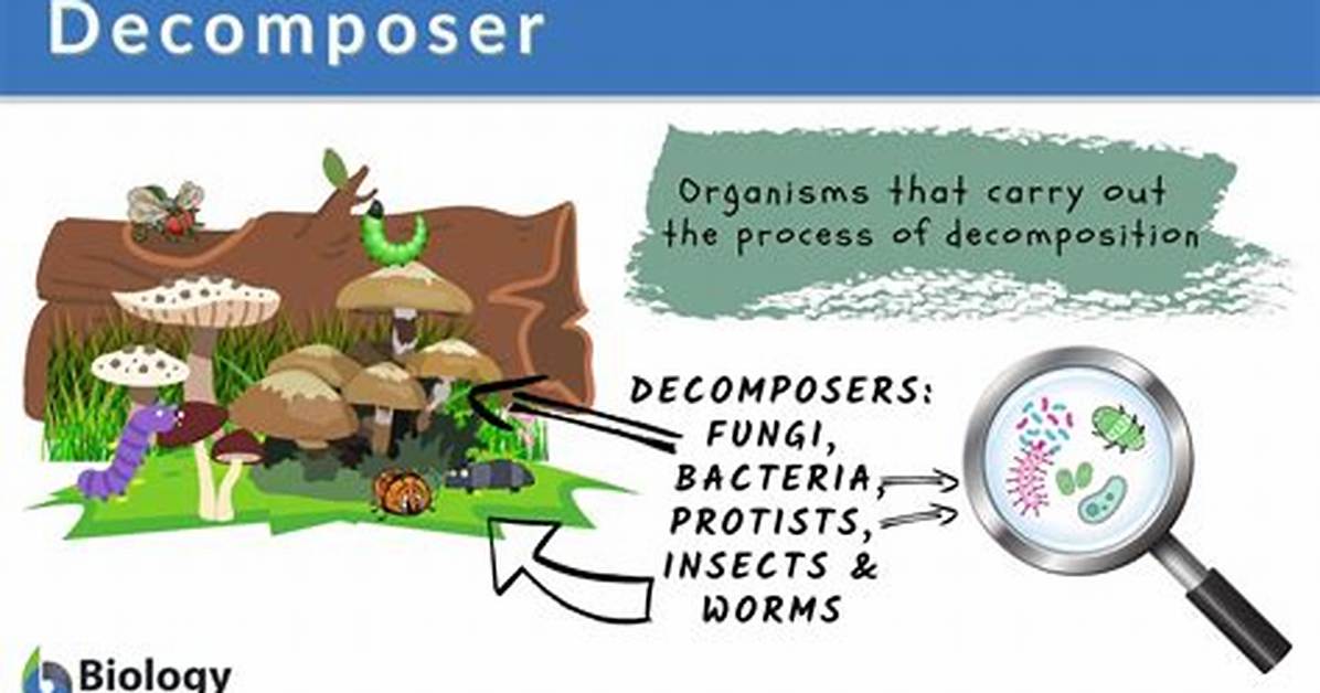 What Does Decompose Mean