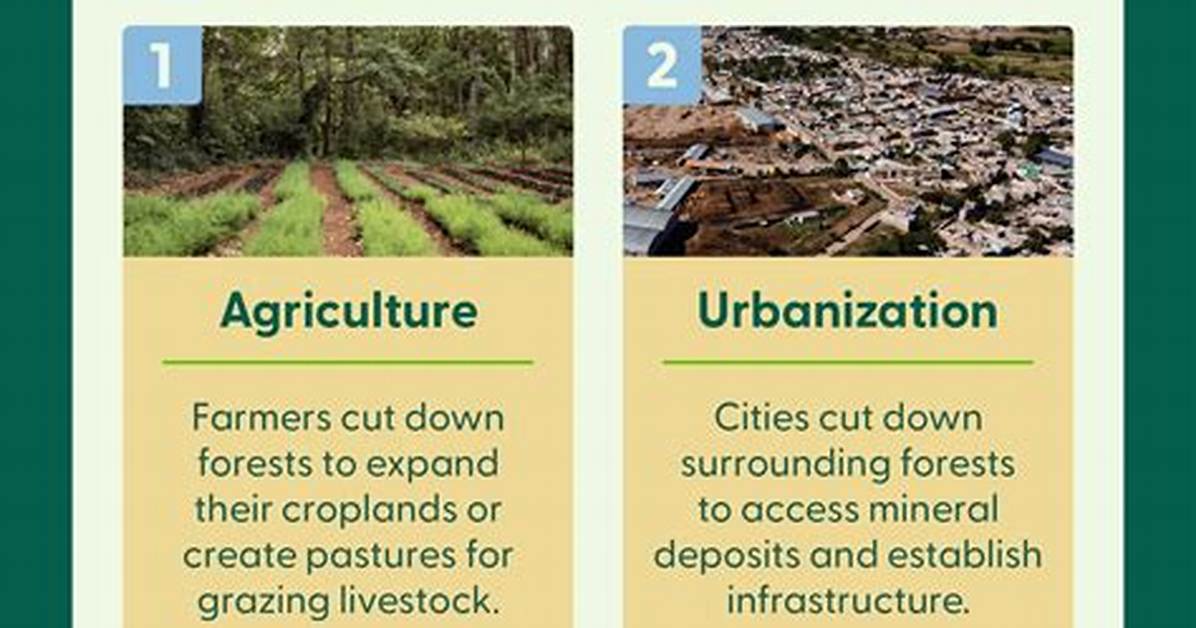 What Does Deforestation Mean?
