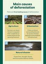 What Does Deforestation Mean?