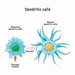 What Does Dendritic Cells Do?