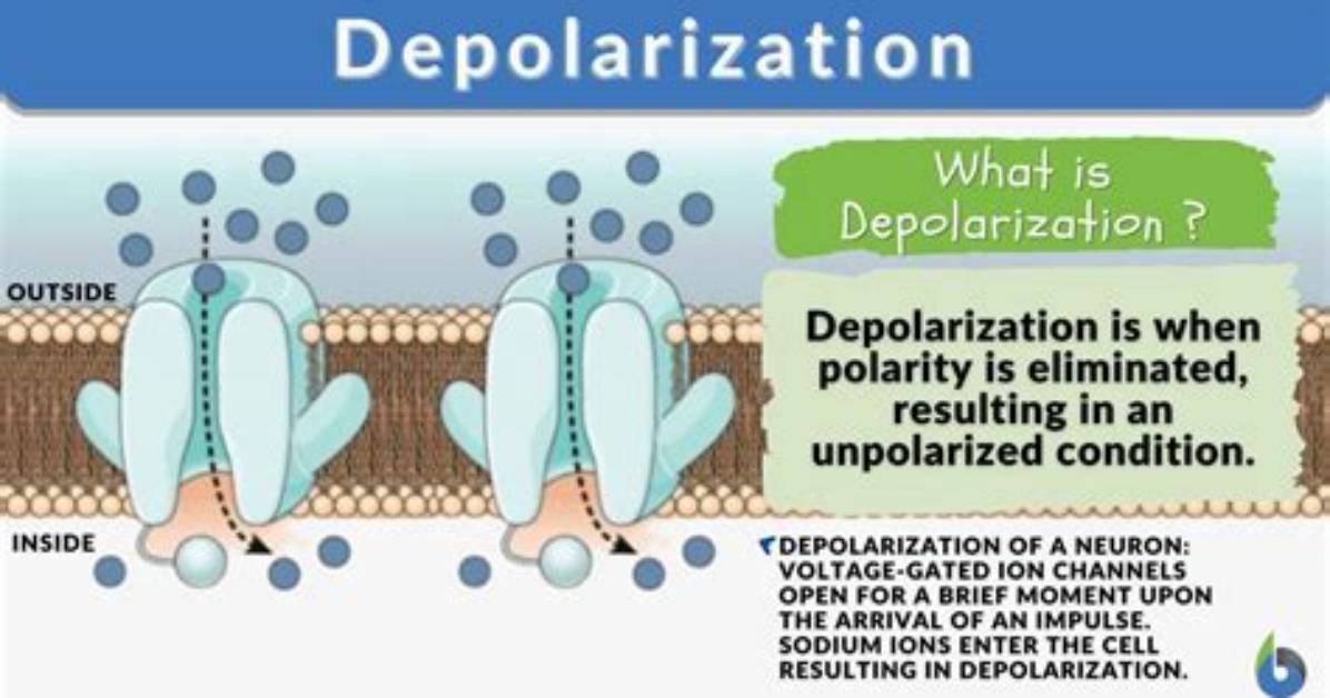 What Does Depolarisation Mean?