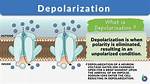What Does Depolarisation Mean?