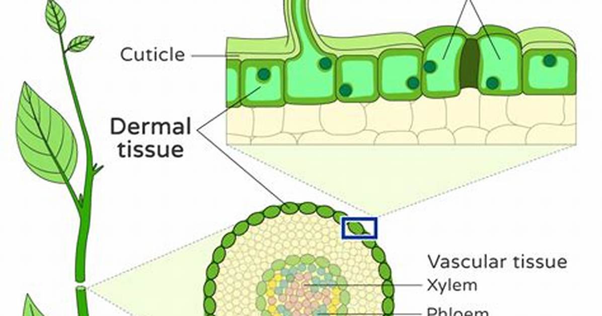 What Does Dermal Tissue Include?