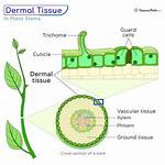 What Does Dermal Tissue Include?