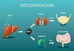 What Does Detox Mean?