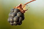 What Does Dewberry Mean?