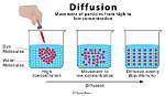 What Does Diffusion Mean?