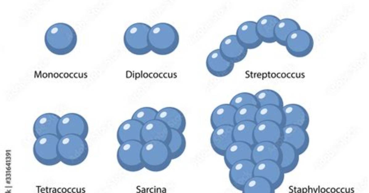 What Does Diplococcus Look Like?