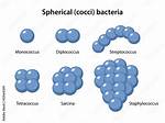 What Does Diplococcus Look Like?