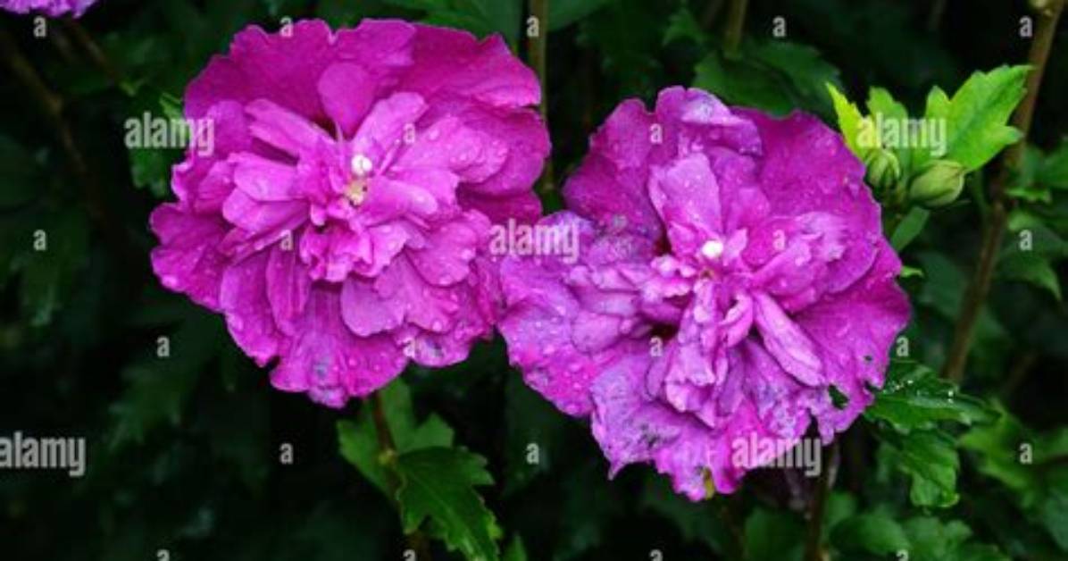 What Does Double Flowered Mean