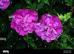 What Does Double Flowered Mean