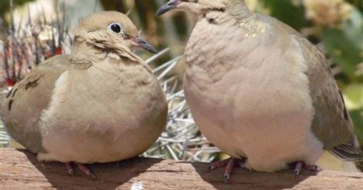 What Does Doves Look Like