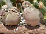 What Does Doves Look Like