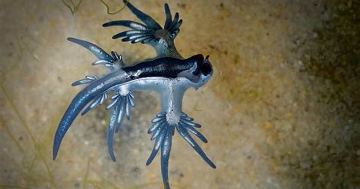 What Does Dragonlike Mean?