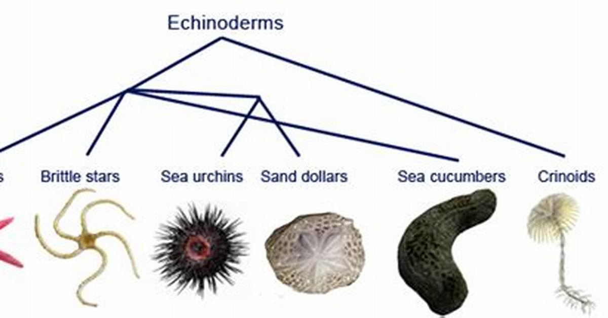 What Does Echinoderm Mean