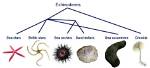 What Does Echinoderm Mean