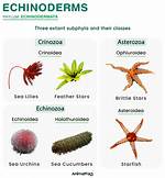 What Does Echinodermata Mean?