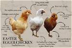 What Does Egger Mean in German?