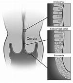 What Does Endocervix Mean