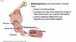 What Does Endomysium Surround?