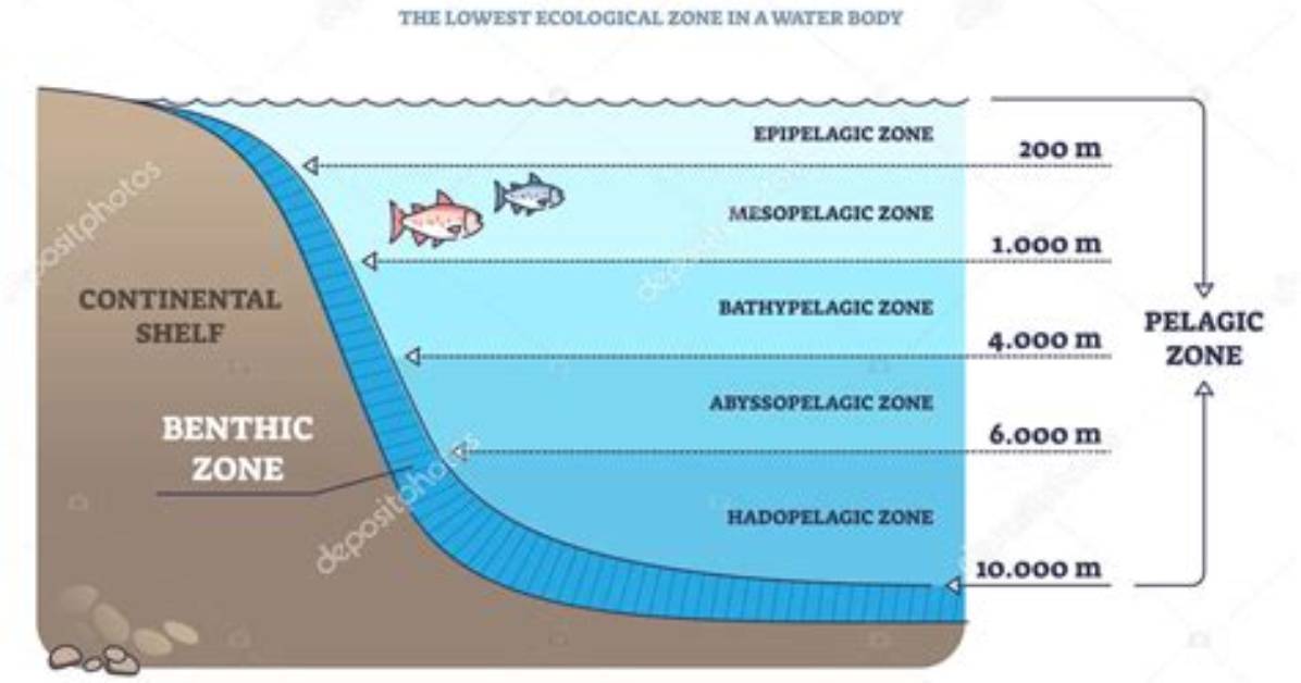 What Does Epibenthic Definition?