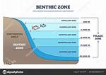 What Does Epibenthic Definition?