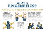 What Does Epigenetically Mean?