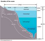 What Does Epipelagic Mean