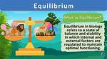What Does Equilibrium Mean