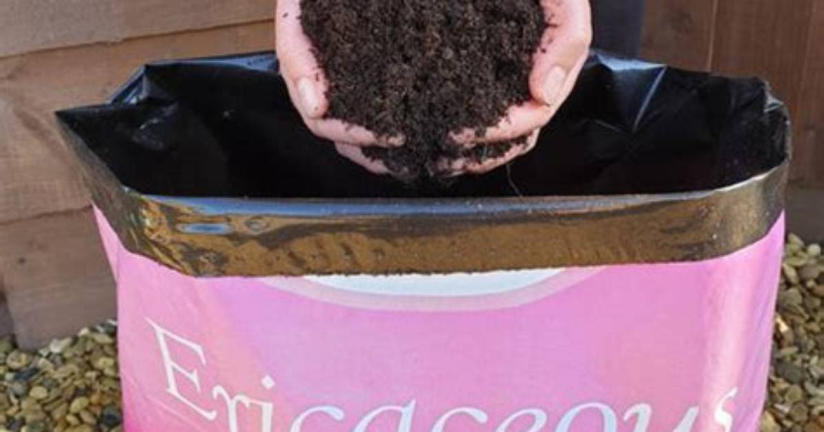 What Does Ericaceous Mean?
