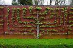 What Does Espalier Mean?