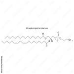 What Does Ethanolamine Do?