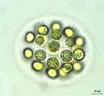 What Does Eudorina Meaning?