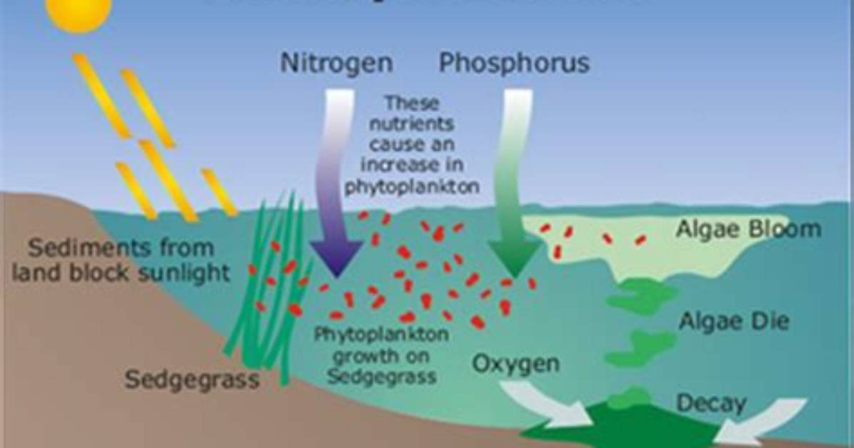 What Does Eutrophic Mean?