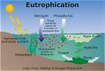 What Does Eutrophic Mean?