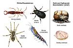 What Does Exoskeleton Mean?