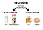 What Does Ferment Mean?