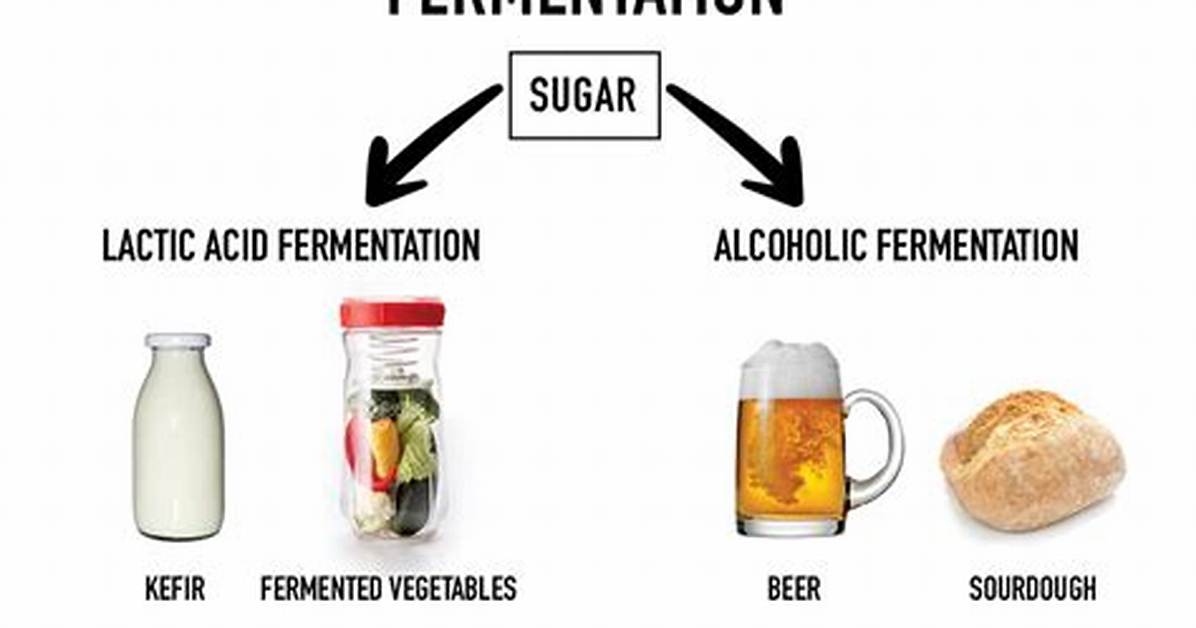 What Does Fermentation Mean?