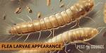 What Does Flea Larvae Look Like