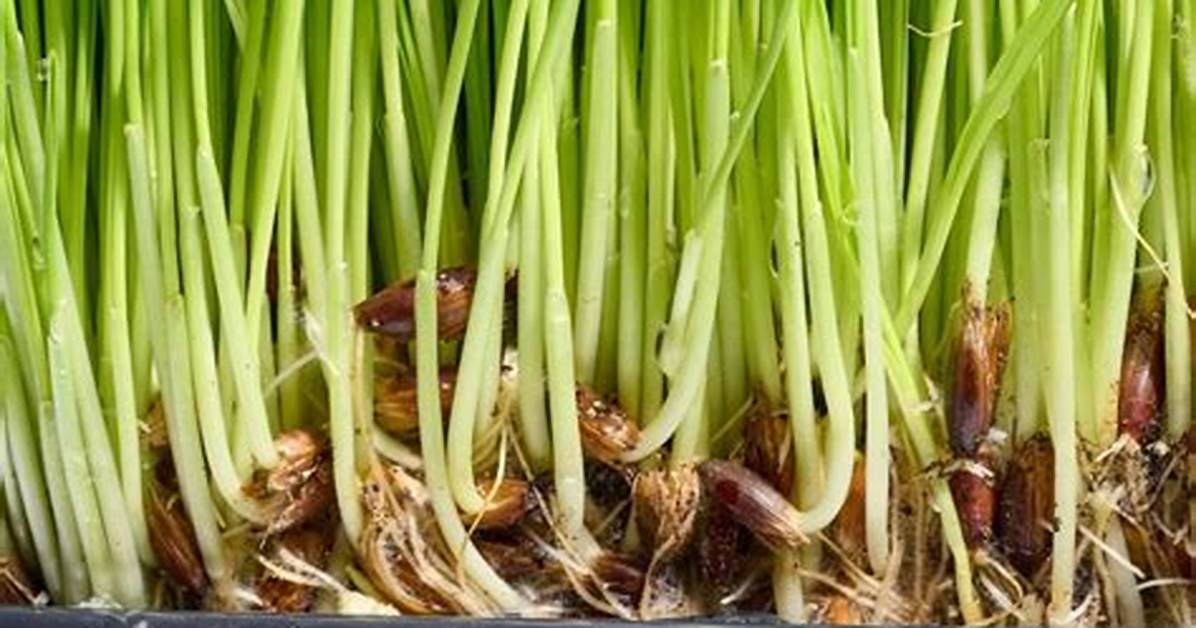 What Does Fodder Mean