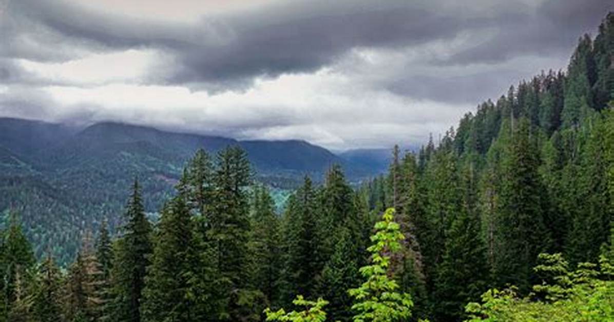 What Does Forested Mean?