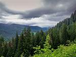 What Does Forested Mean?