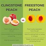 What Does Freestone Peach Mean?