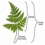 What Does Frond Mean?